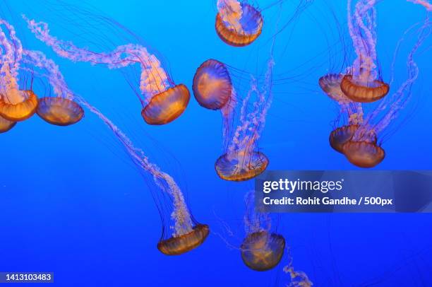 close-up of jellyfish swimming in sea - sea nettle jellyfish stock pictures, royalty-free photos & images