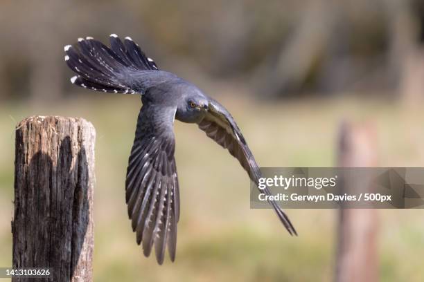 close-up of cuckoo of prey flying over field,thursley national nature reserve,godalming,united kingdom,uk - thursley national nature reserve stock pictures, royalty-free photos & images