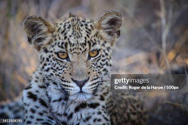 close-up portrait of amur leopard - leopard cub stock pictures, royalty-free photos & images