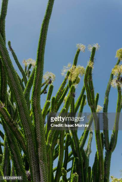 madagascar ocotillo tall desert succulent cactus plant - san diego landscape stock pictures, royalty-free photos & images