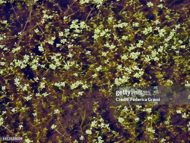 common waterwort or water-starwort (callitriche palustris) at san bernardino mountain pass, switzerland - callitriche stock pictures, royalty-free photos & images