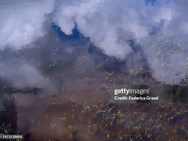 common waterwort or water-starwort (callitriche palustris) at san bernardino mountain pass, switzerland - callitriche stock pictures, royalty-free photos & images
