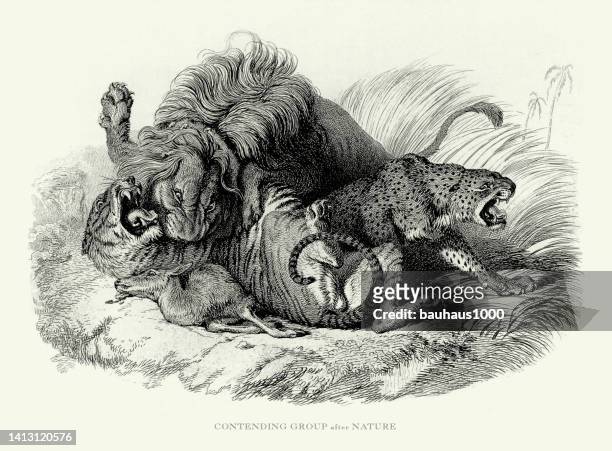 antique engraving, male african lion fighting a tiger and jaguar over a kill engraved illustration - animals fighting stock illustrations