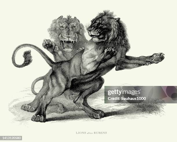 ilustraciones, imágenes clip art, dibujos animados e iconos de stock de grabado antiguo, león macho adulto luchando con león macho joven ilustración grabada - lion-fight-drawing