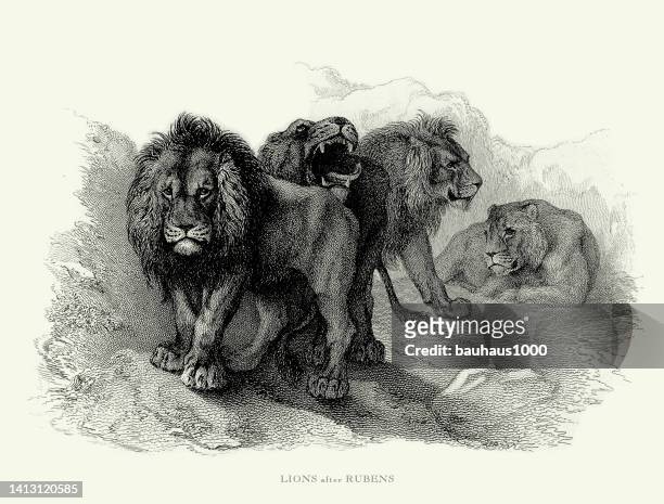 antique engraving, male lion defends his pride engraved illustration - pride of lions stock illustrations