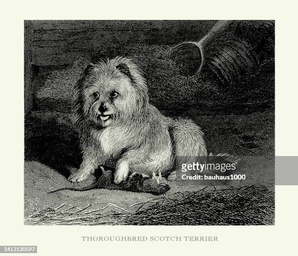 antique engraving, portrait of a thoroughbred scotch terrier engraved illustration - panting stock illustrations