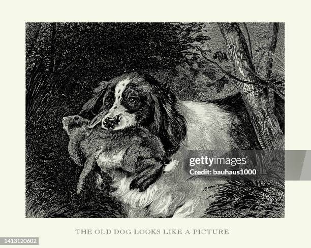 antique engraving, retriever bring back a shot rabbit engraved illustration - rabbit hunting dogs stock illustrations