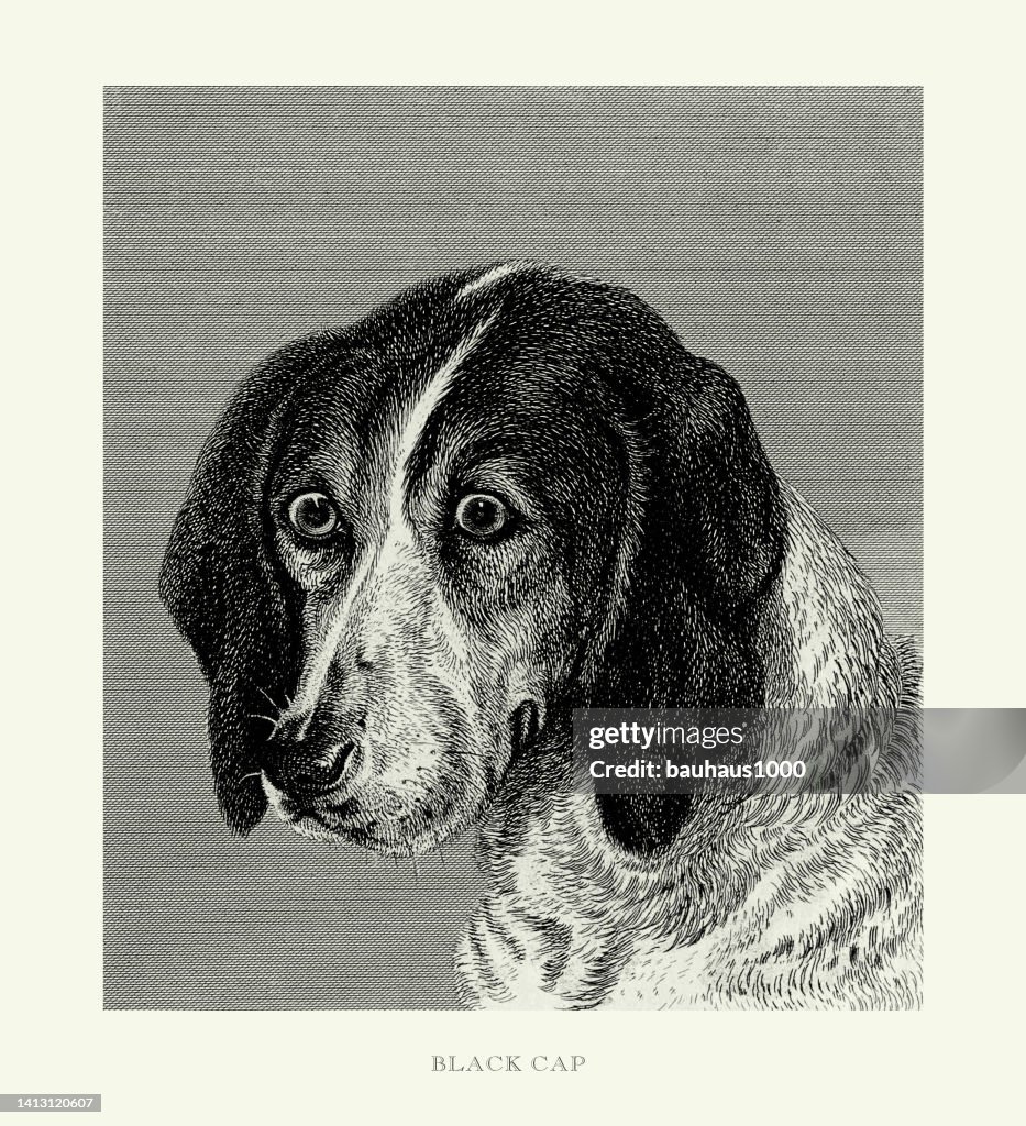 Antique Engraving, Portrait of a Black Cap Fox Hound Engraved Illustration