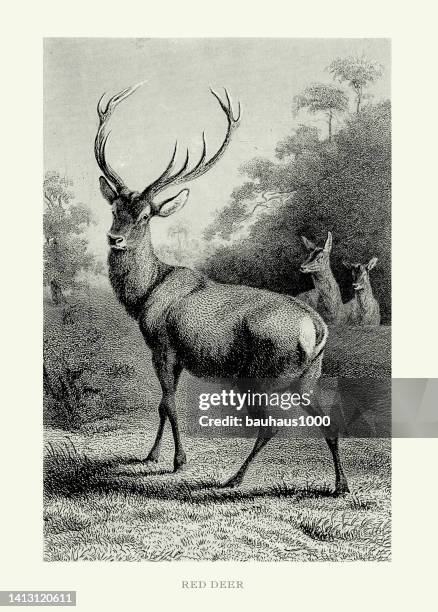 antique engraving, red deer engraved illustration - red deer stock illustrations