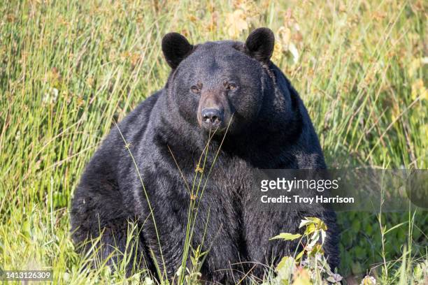 fat bear - bears stock pictures, royalty-free photos & images