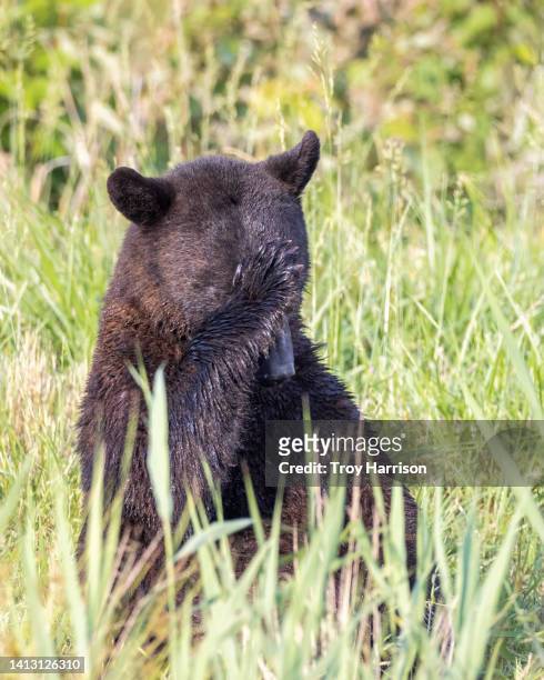 black bear with hand on head - hålla huvudet i händerna bildbanksfoton och bilder