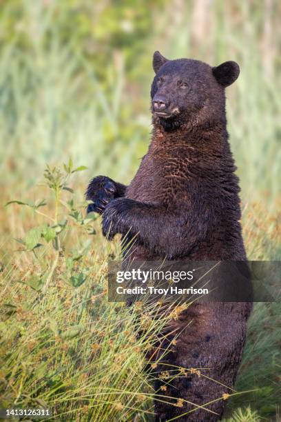 black bear standing straight up - american black bear stock pictures, royalty-free photos & images