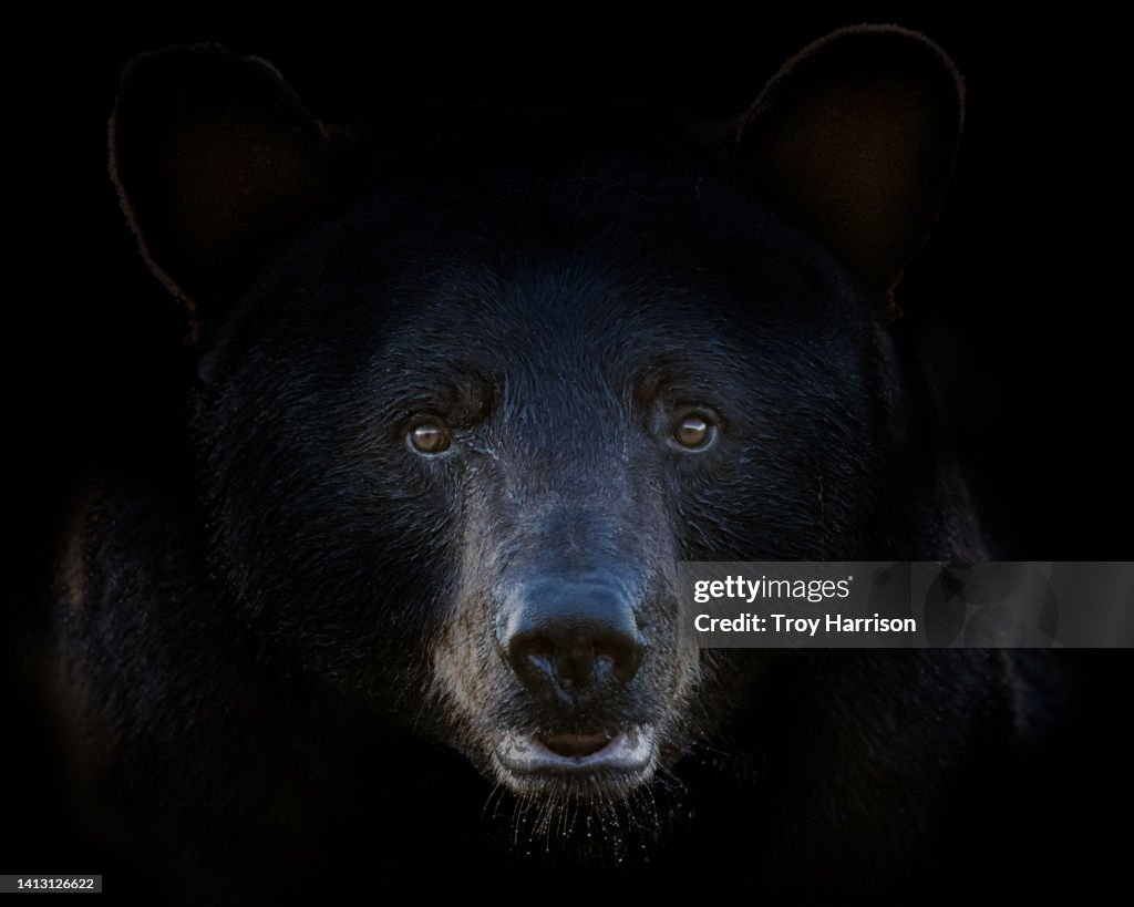Black Bear Face on Black Background