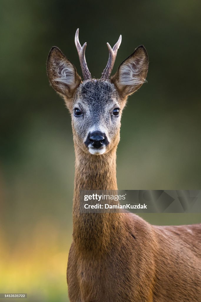 Roe Deer (Capreolus capreolus)