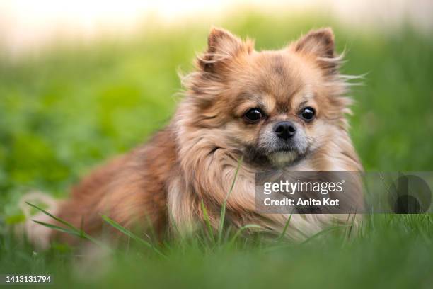 portrait of a long-haired chihuahua dog - pomeranian bildbanksfoton och bilder
