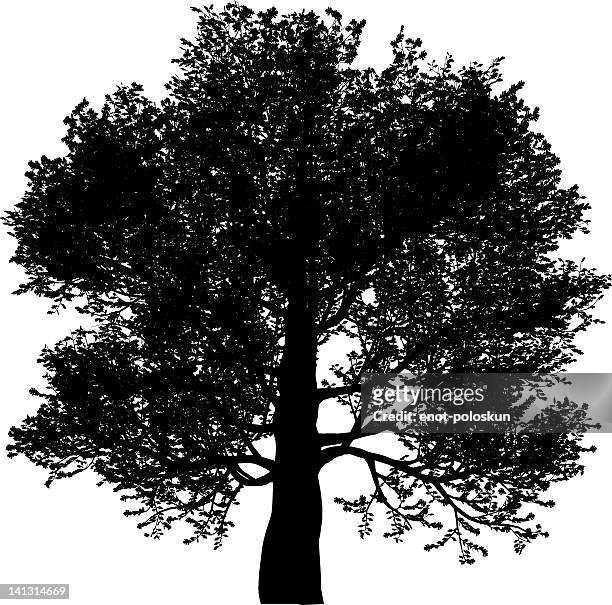 silhouette of an oak tree on a white background - oak tree silhouette stock illustrations