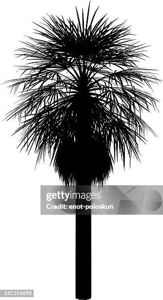 stockillustraties, clipart, cartoons en iconen met washingtonia - waaierpalm