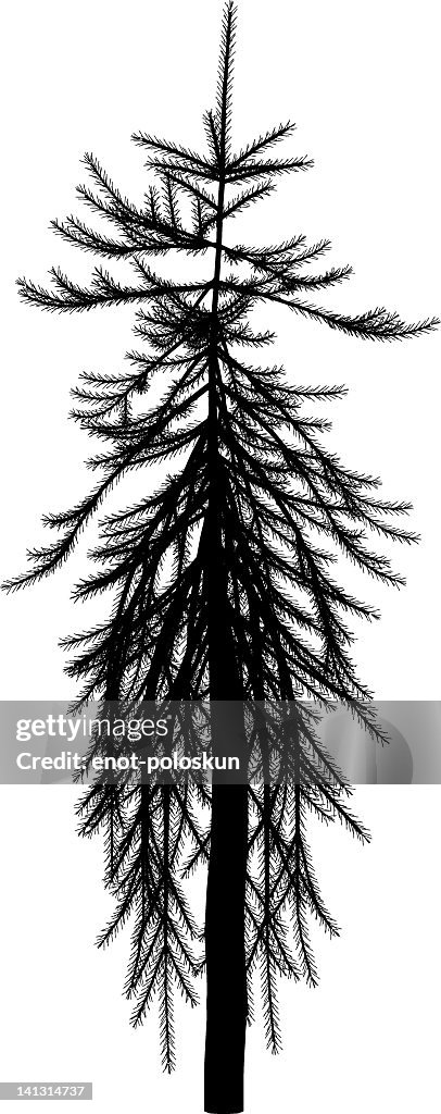 Picea abies
