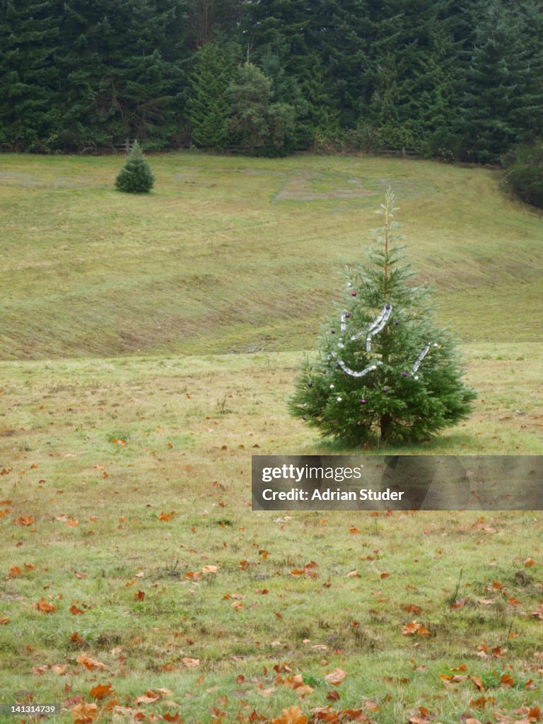 Christmas tree in wild