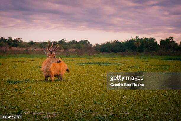 marsh deer -blastocerus dichotomus- with birds above in the iberá wetland, argentina - marisma fotografías e imágenes de stock