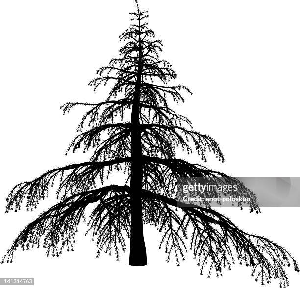 cedrus deodara - himalayan cedar stock illustrations
