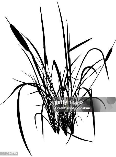 bulrush silhouette - bulrush stock illustrations