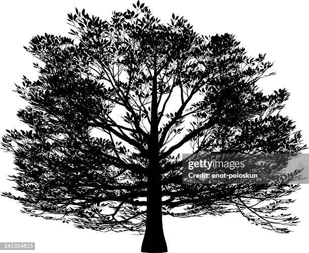 ilustraciones, imágenes clip art, dibujos animados e iconos de stock de haya americana - árbol de hoja caduca