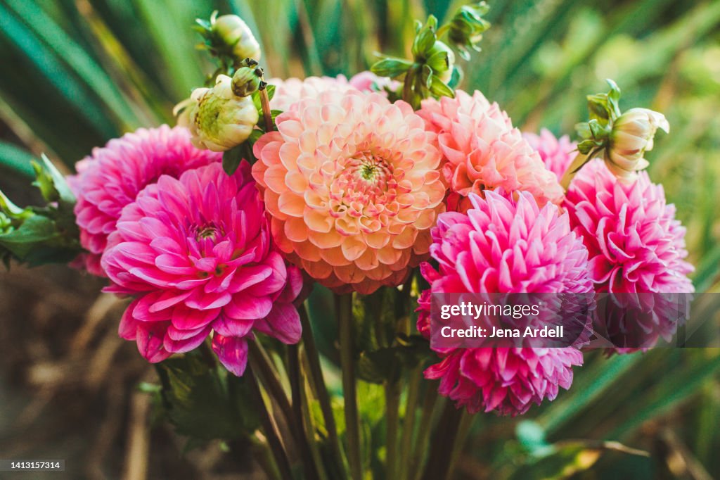 Dahlia Flowers From Dahlia Garden