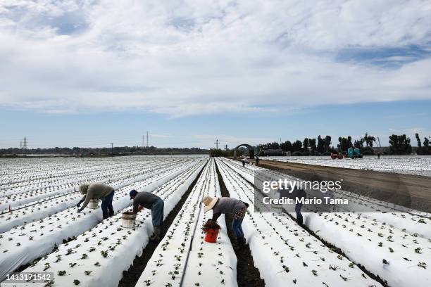 Farm workers labor in a strawberry field amid drought conditions on August 5, 2022 near Ventura, California. Around 800,000 acres of farm fields...