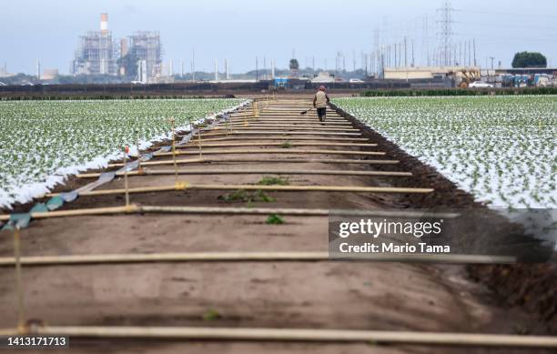 Farm worker labors in a strawberry field amid drought conditions on August 5, 2022 near Ventura, California. Around 800,000 acres of farm fields...