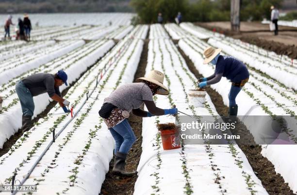 Farm workers labor in a strawberry field amid drought conditions on August 5, 2022 near Ventura, California. Around 800,000 acres of farm fields...