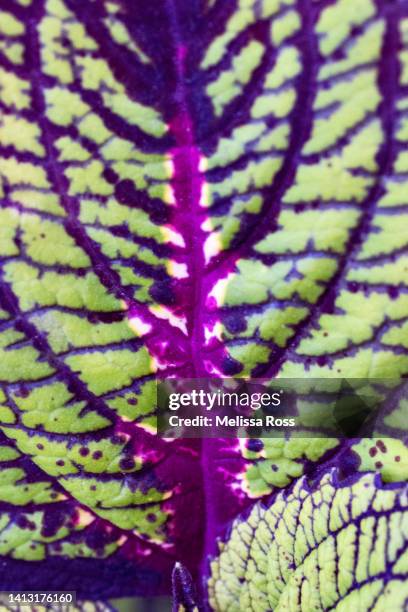 close-up of fishnet stockings coleus - coleus stock pictures, royalty-free photos & images