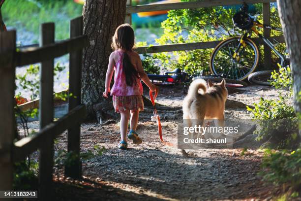 girl walking dog - malamute stock pictures, royalty-free photos & images