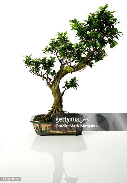isolated bonsai tree - bonsai tree foto e immagini stock