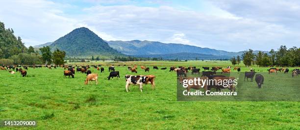 grass area pasturage ranch, new zealand - new zealand dairy farm stock pictures, royalty-free photos & images