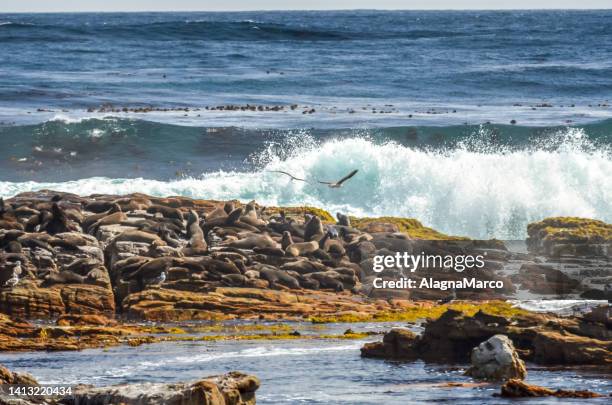 cape of good hope national park 27 - cape point stock pictures, royalty-free photos & images