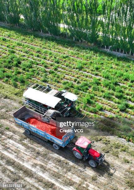 Farmer harvests tomatoes with a machine in a field on August 5, 2022 in Yanqi Hui Autonomous County, Bayingolin Mongol Autonomous Prefecture,...