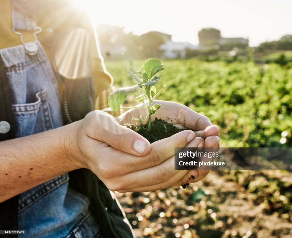 Farmer hands protecting a plant growing in the soil on a farm. World environment day, a gardener holding a small seedling growing out of soil. Closeup of woman holding a bud with copyspace