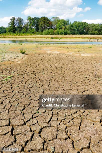 shores of a lake during drought in seine et marne, france - barre stockfoto's en -beelden
