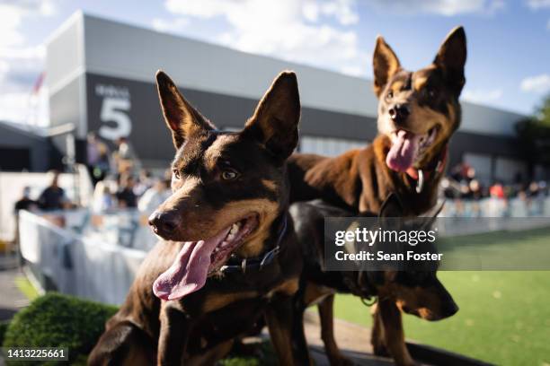 Kelpie working dogs are seen after a demonstration by Beloka Kelpies during the Sydney Dog Lovers Show at Sydney Showground on August 06, 2022 in...