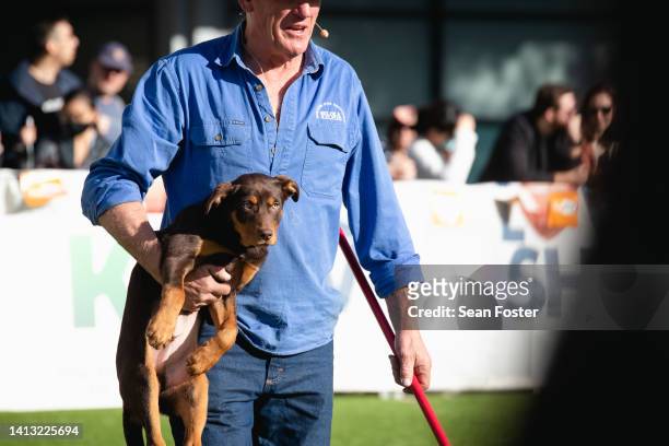 Kelpie working dog puppy is carried away after misbehaving in a demonstration by Beloka Kelpies during the Sydney Dog Lovers Show at Sydney...