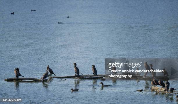 great cormorants - phalacrocorax carbo stock pictures, royalty-free photos & images