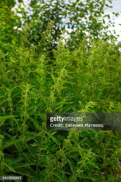 stinger nettle urtica dioica on natural background. medicinal plants concept. close-up. copy space. - brennessel stock-fotos und bilder