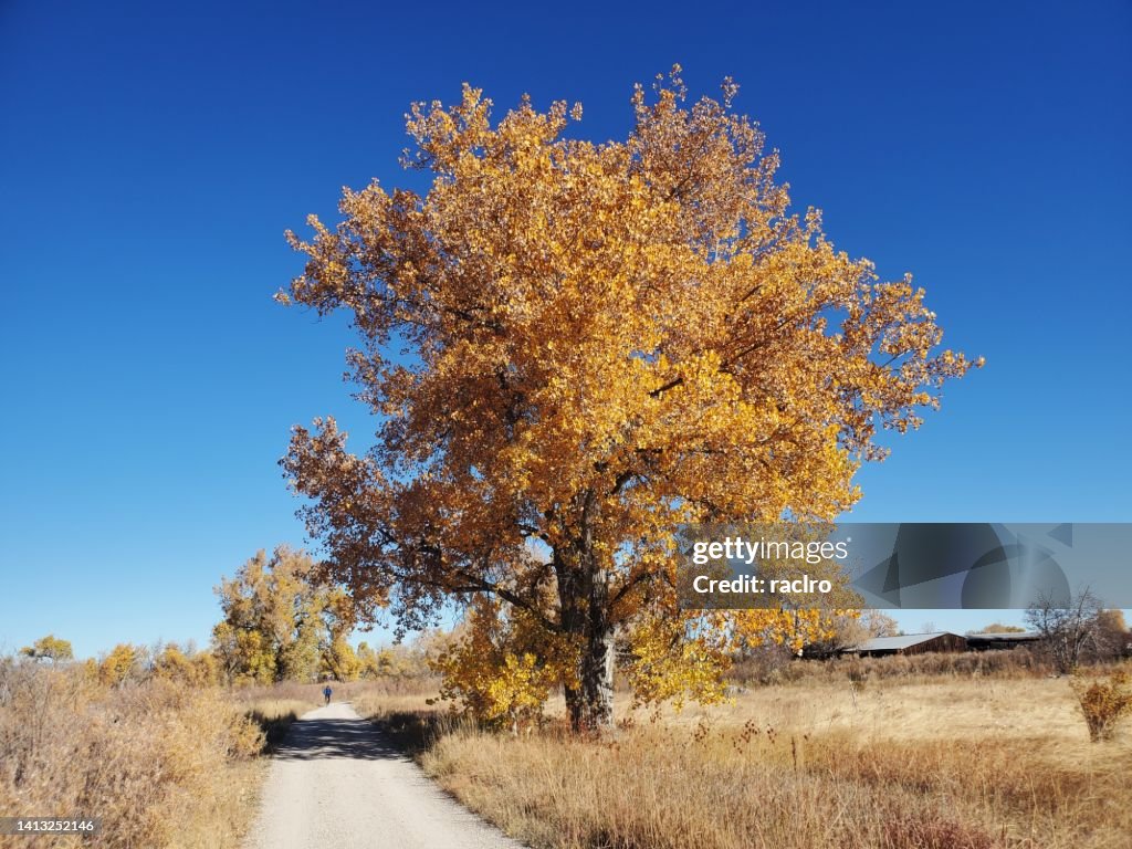 Bike rider on a dirt path with a single bright yellow cottonwood tree.