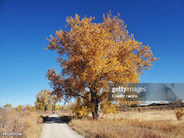 bike rider on a dirt path with a single bright yellow cottonwood tree. - cottonwood stock pictures, royalty-free photos & images