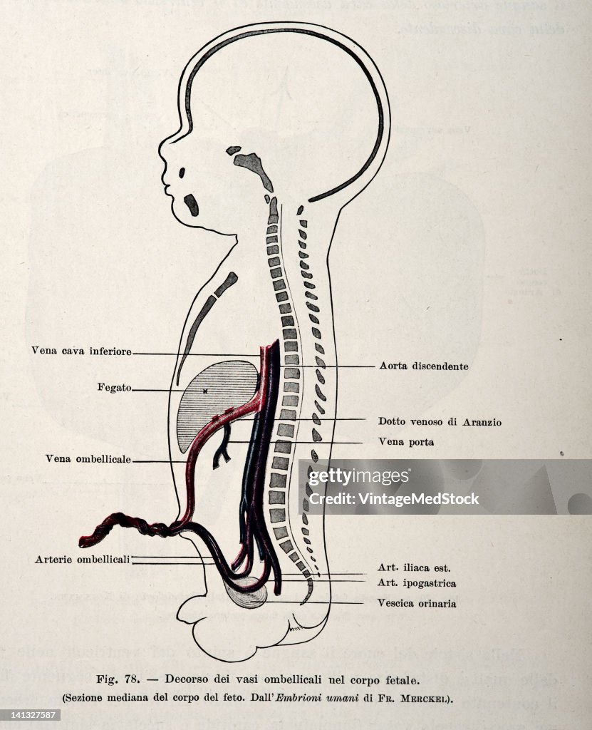 Cardiovascular System Of A Fetus