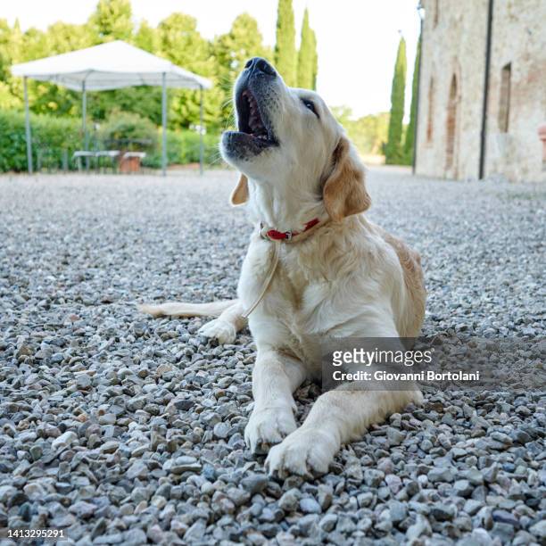 young dog howls - aboiement photos et images de collection