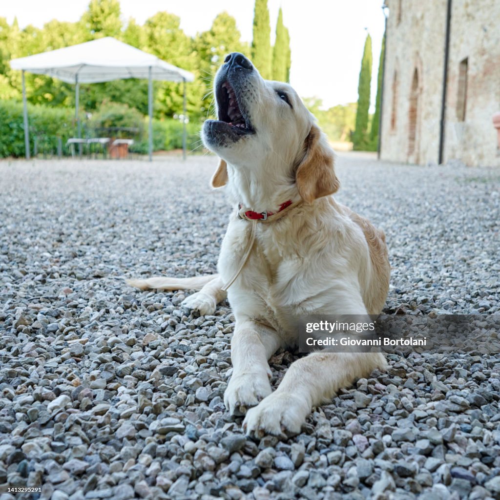 Young dog howls