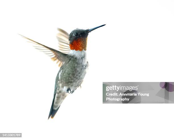 ruby throated hummingbird isolated over white - klapwieken stockfoto's en -beelden