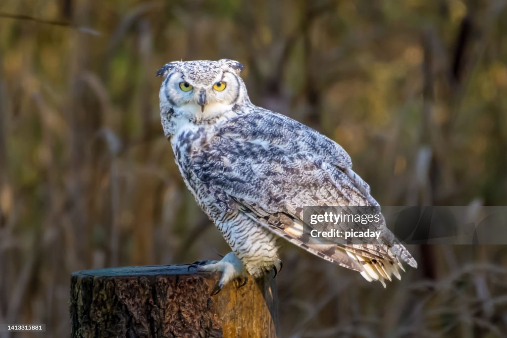 Great Horned Owl